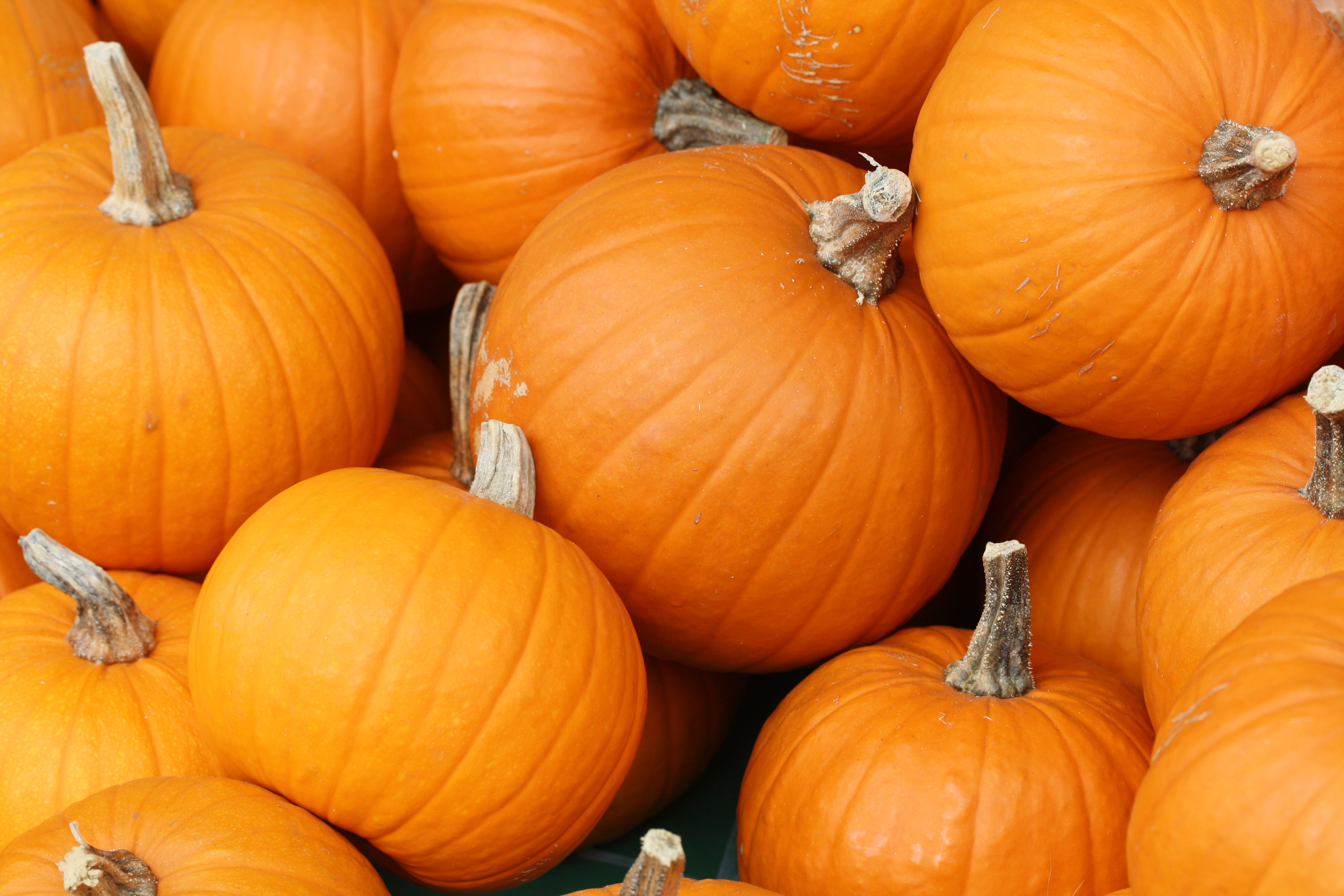 Pumpkin Week 2015 Mickey Mantle s Steakhouse